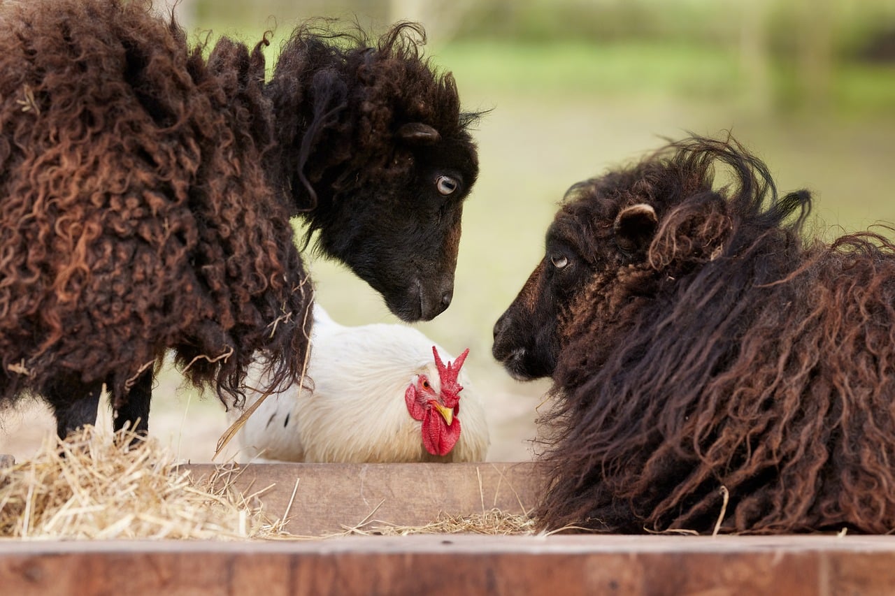 Sheep Rooster Chicken - Free photo on Pixabay