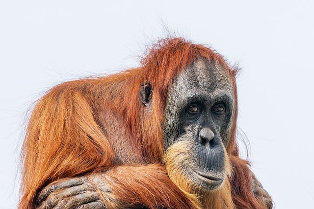 Free Orangutan Primate photo and picture