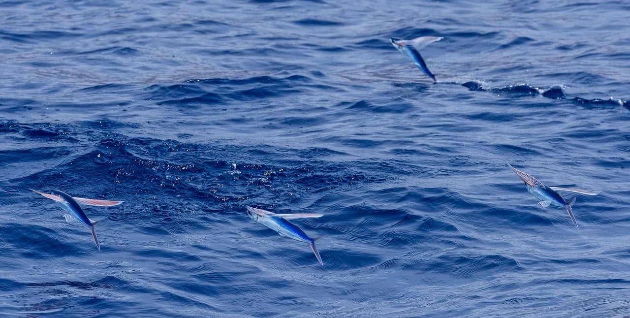 Flying Fish Preditors Flying fish over the ocean photo - Pixabay