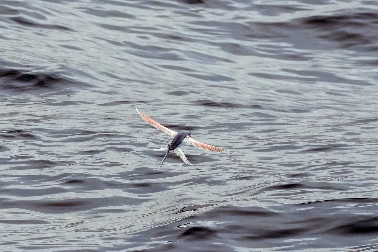 Flying Fish Preditors Flying Fish Ocean Wings - Free photo on Pixabay