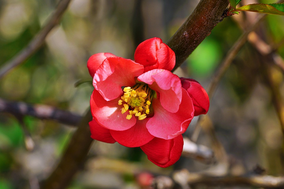Flower Red Spring - Free photo on Pixabay