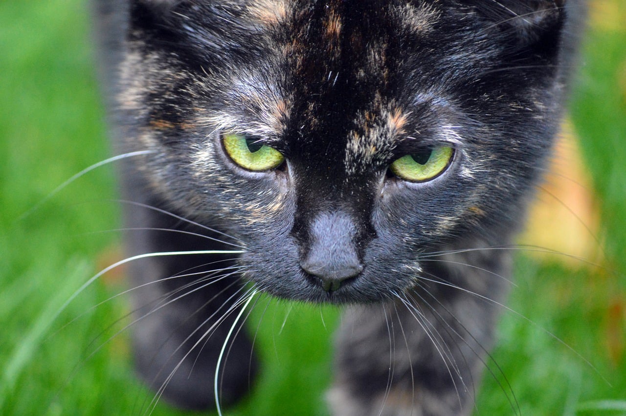 Cat Perfect Predator Close-up portrait of a tortoiseshell cat photo - Pixabay