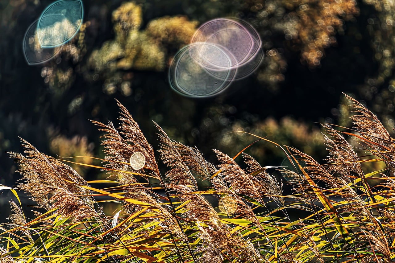 Sunlit autumn reeds photo - Pixabay