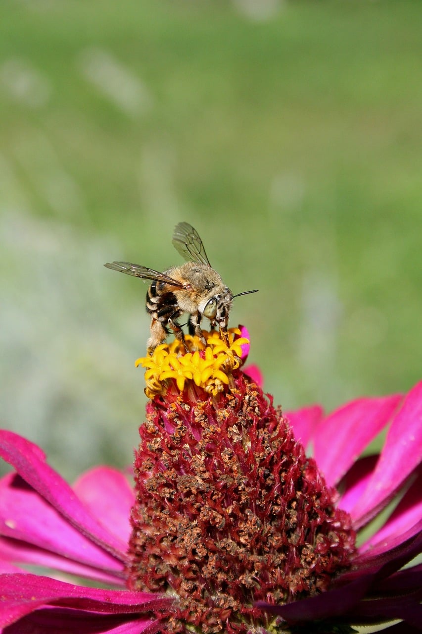 Bee on zinnia flower photo - Pixabay