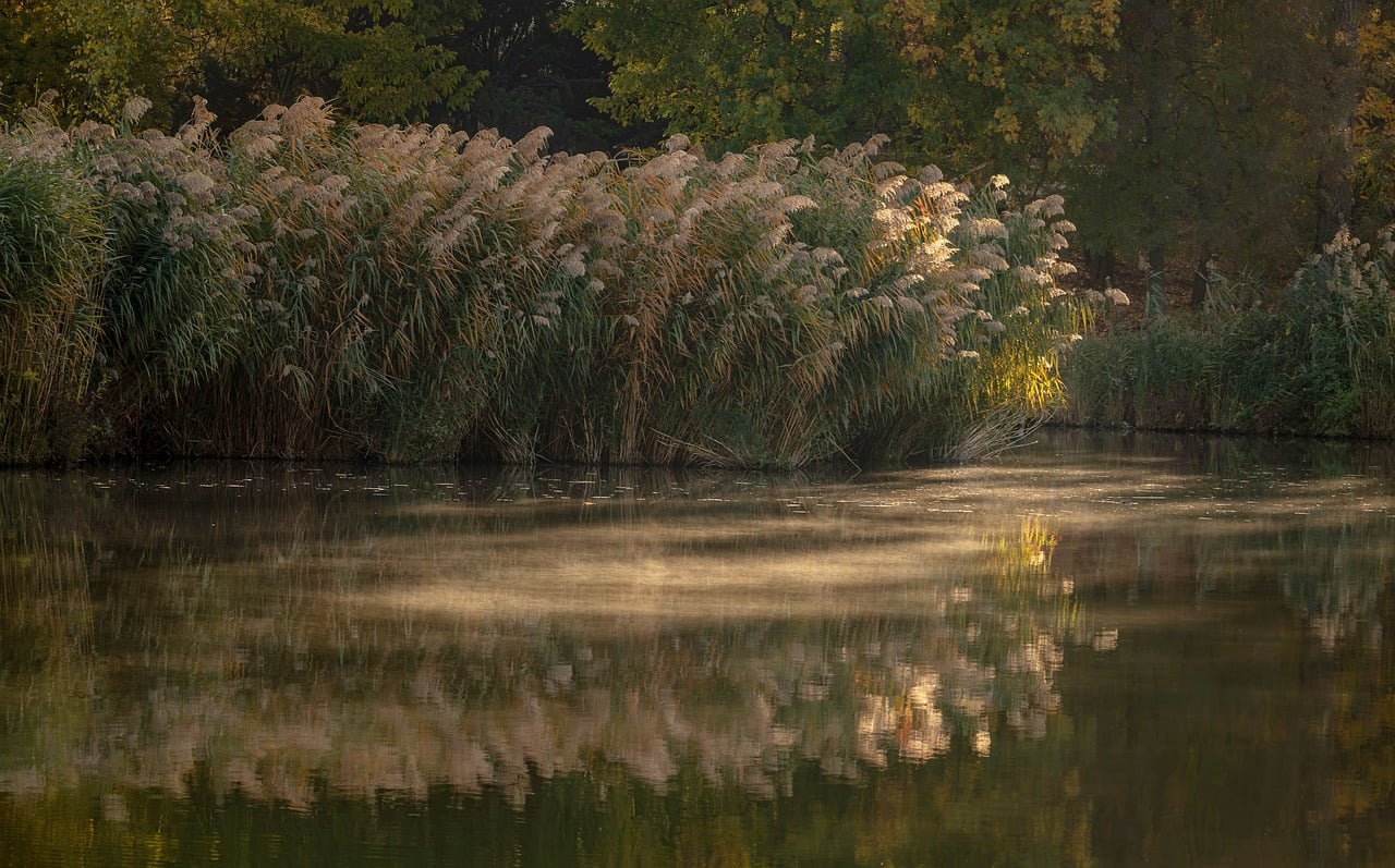 Lake With Reeds Reeds Lake Reflection - Free photo on Pixabay