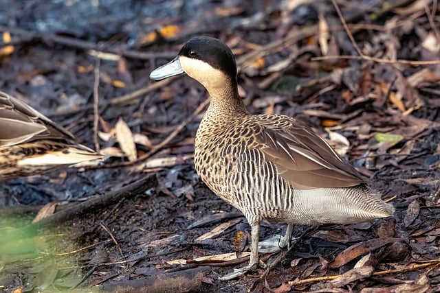 Download free HD stock image of Duck Natural Environment Free Duck Natural Environment photo and picture