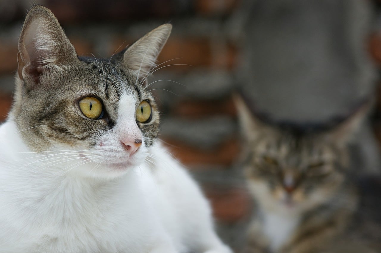 Portrait d’un chat domestique tigré et blanc photo - Pixabay