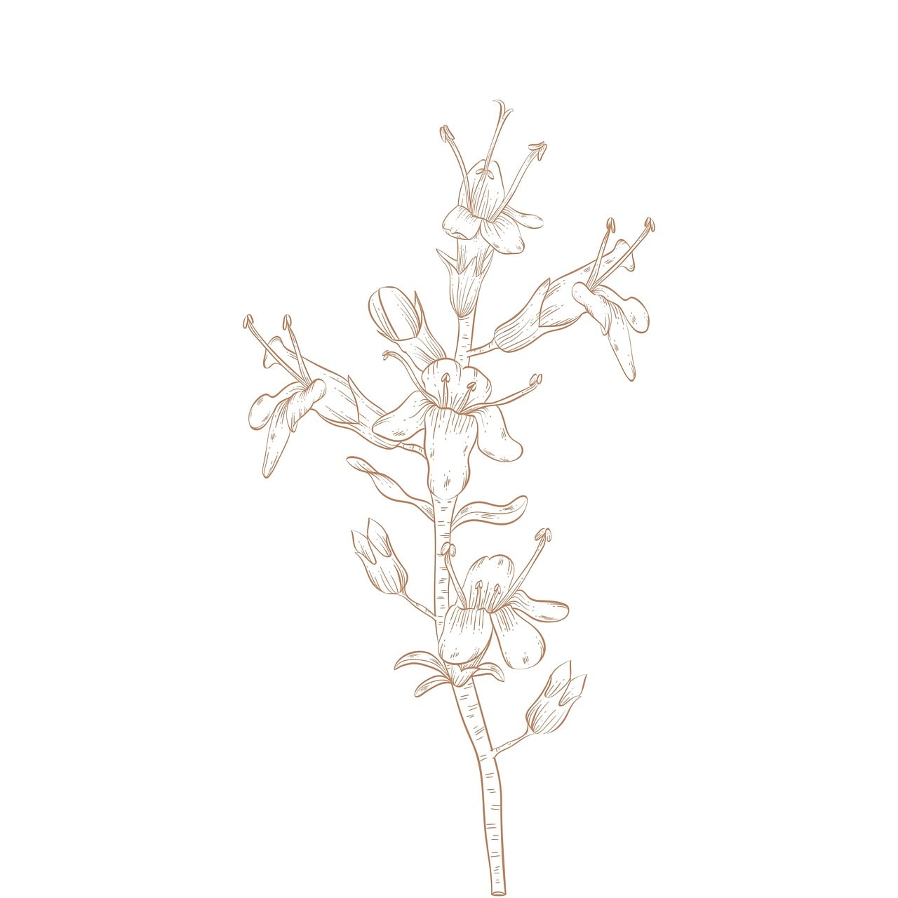 Botanical drawing of flowering stem illustration - Pixabay