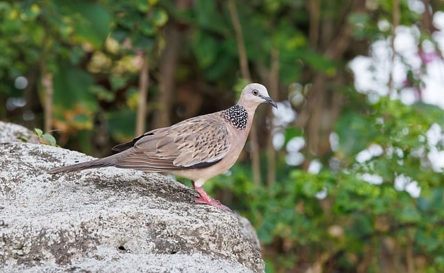 Spotted dove on rock photo - Pixabay