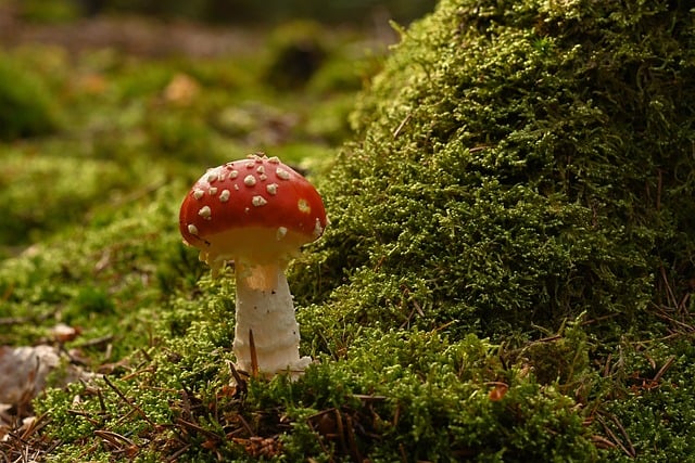 Red Bottom Fly Red fly agaric in forest Photo - Pixabay