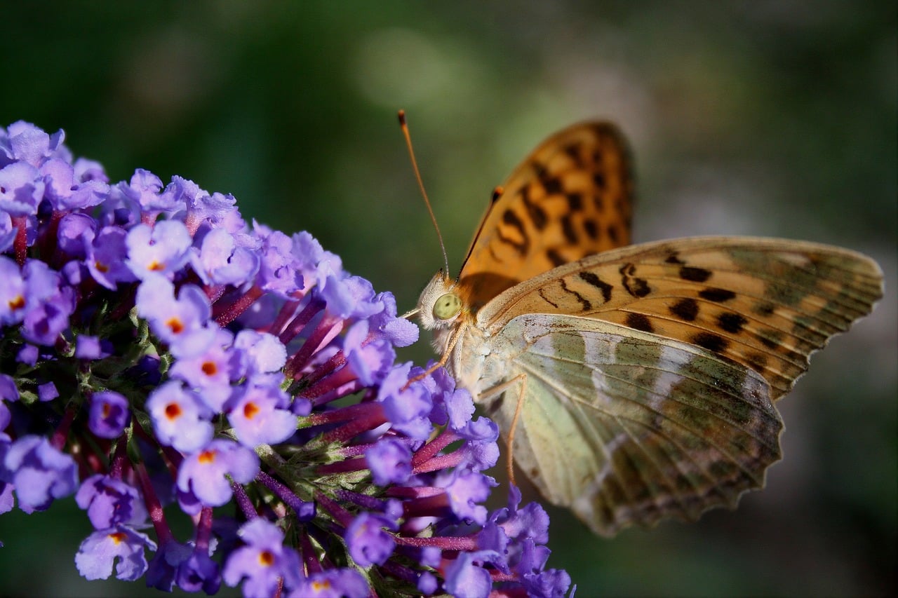 Tabac d'Espagne sur fleur de buddleia Photo - Pixabay