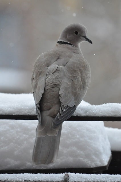 Collared dove on snowy railing photo - Pixabay