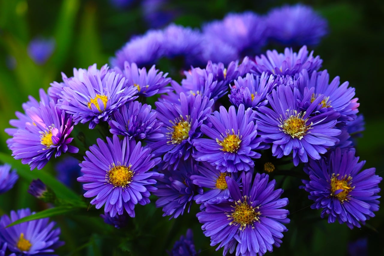 Purple Asters Autumn Flowers - Free photo on Pixabay