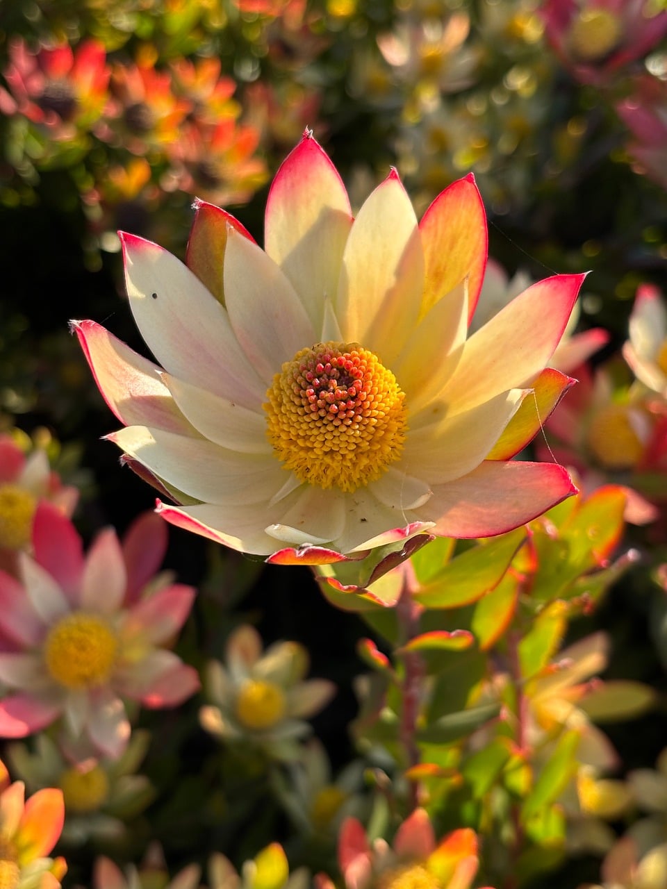 Pink and cream garden flower photo - Pixabay
