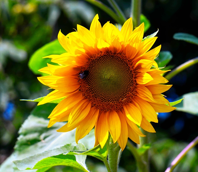 Sunflauer Sunflower in summer garden photo - Pixabay