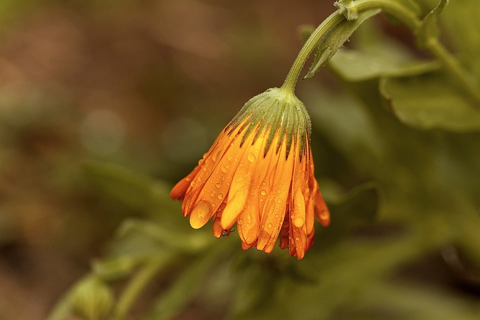 Orange calendula bud with raindrops Photo - Pixabay