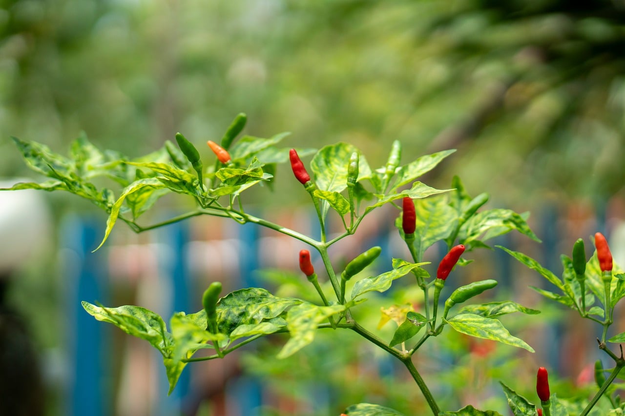 Chili pepper plant in garden photo - Pixabay