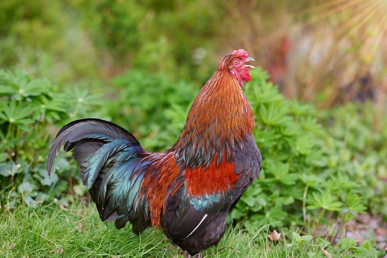 Rooster in rural farmyard photo - Pixabay