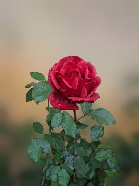 Red rose with raindrops photo - Pixabay