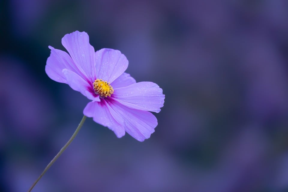 Pink cosmos flower with purple bokeh photo - Pixabay