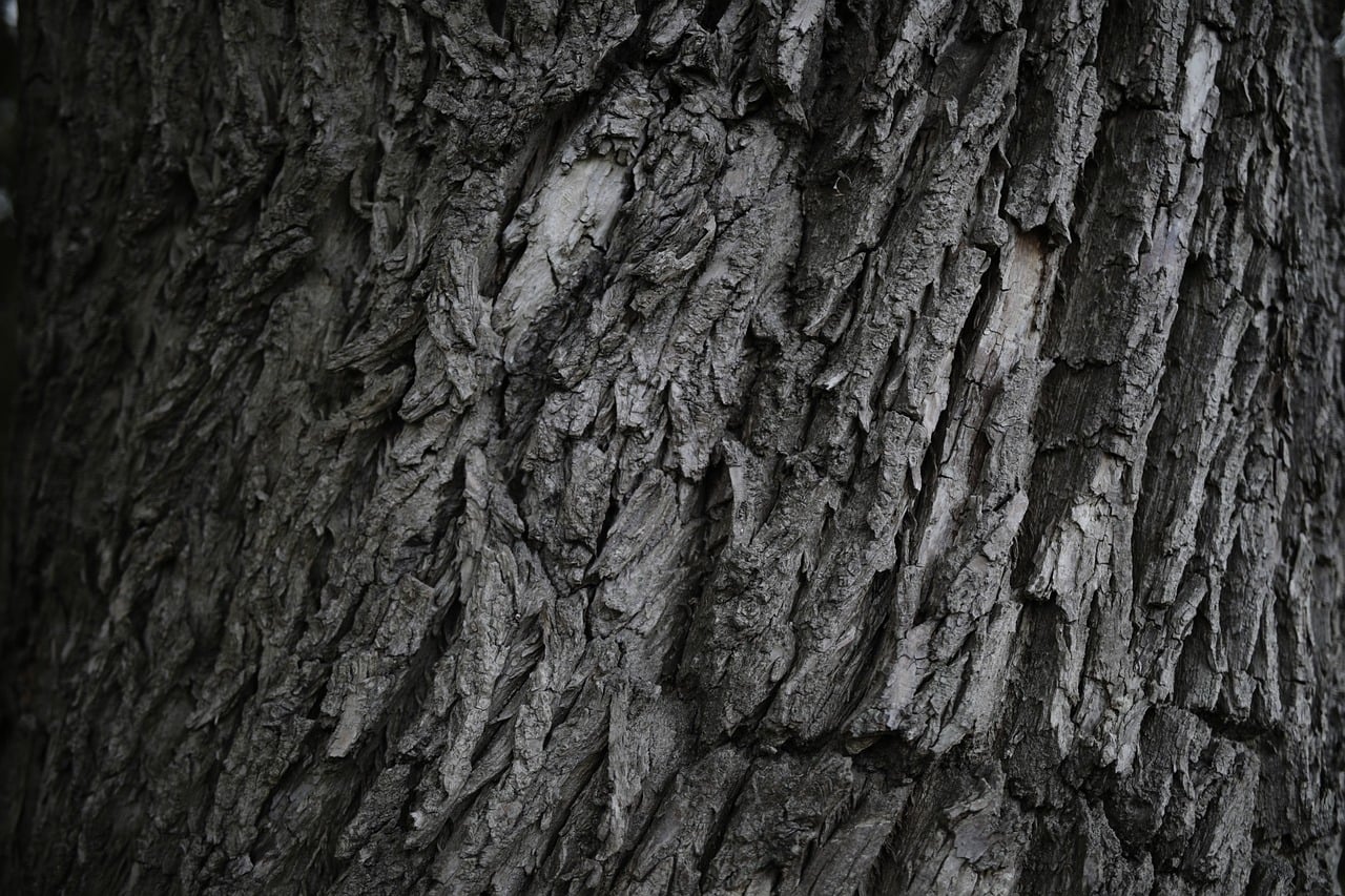 Treees Texture Close-up of tree bark texture photo - Pixabay