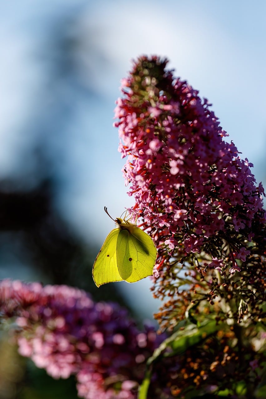 Yellow butterfly on buddleia flower