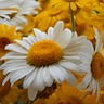 200+ Free Oregano & Nature Images - Pixabay