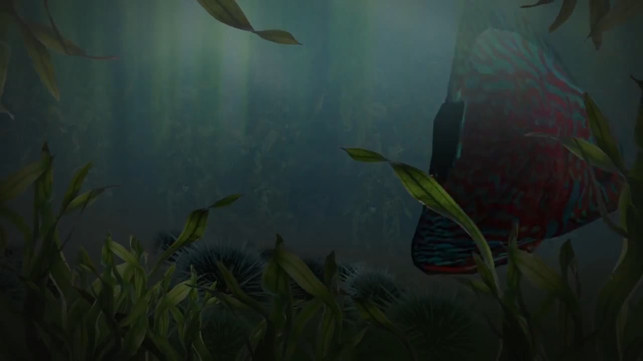 fish — free pixabay stock footage