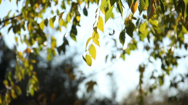 Baum, Sommer, Licht, Blatt, Grün, Wald