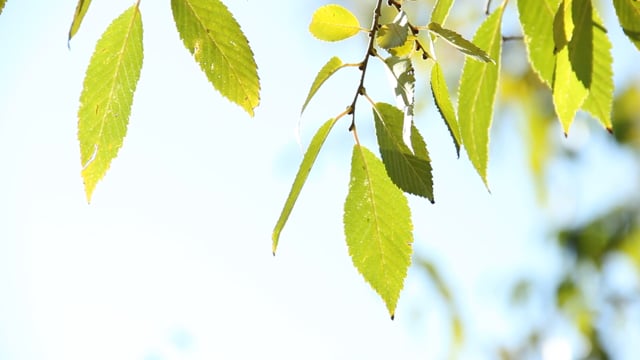 Baum, Sommer, Licht, Blatt, Grün, Wald