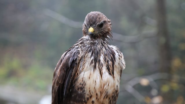 Birds, Falcon, Fauna. Free Stock Video - Pixabay