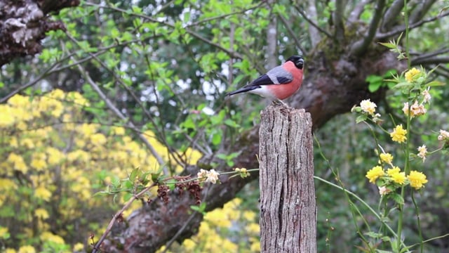 红腹灰雀 男性 鸟 - Free video on Pixabay