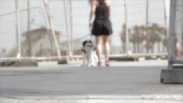 Woman And Dog Videos: Download 2,597+ Free 4K & HD Stock Footage Clips - Pixabay