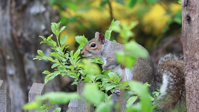 Squirrel, Grey, Brown. Free Stock Video - Pixabay