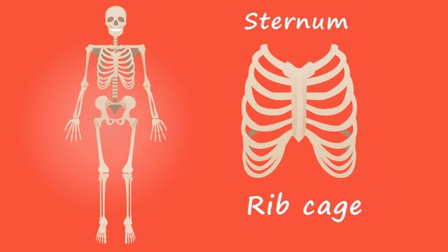Human Body Animation Videos: Download 6,100+ Free 4K & HD Stock Footage ...