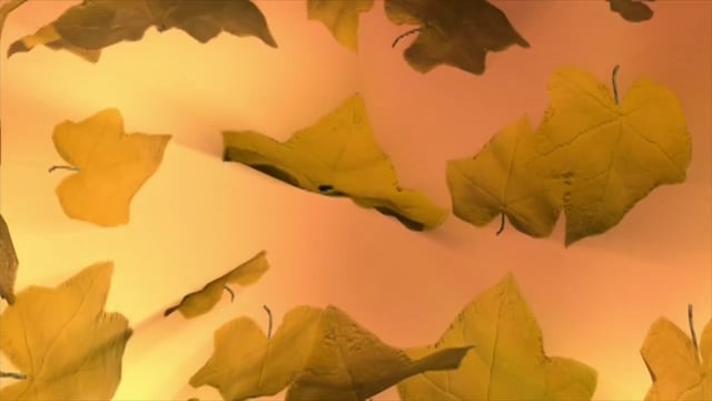 秋天 落下 树叶 - Free video on Pixabay