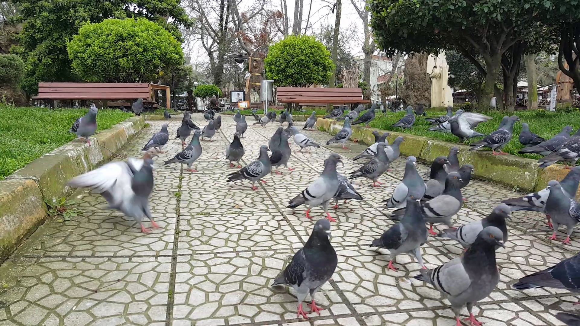 Pigeon Animal Bird Background