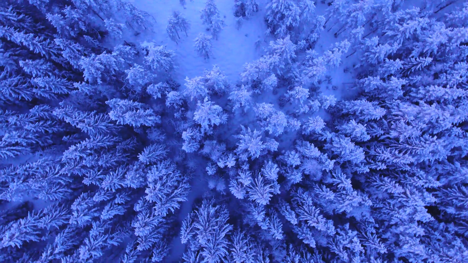 snowy trees — free pixabay stock footage