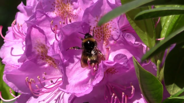 Bumblebee, Rhododendron
