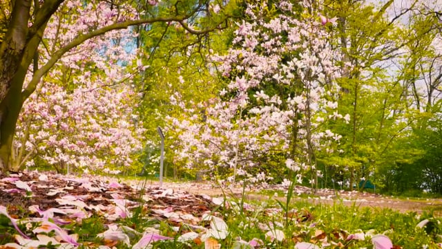Flower, Magnolia, Spring, Nature, Garden