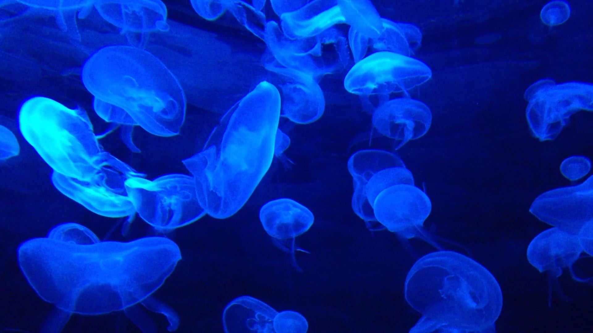jellyfish — free pixabay stock footage