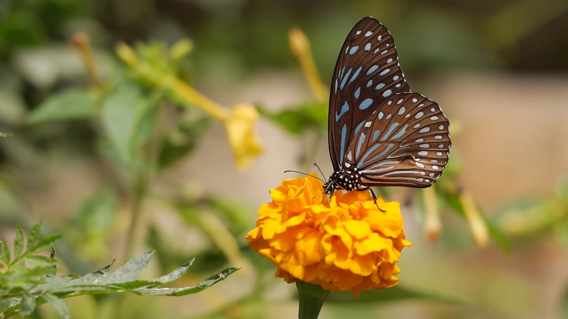 butterfly
