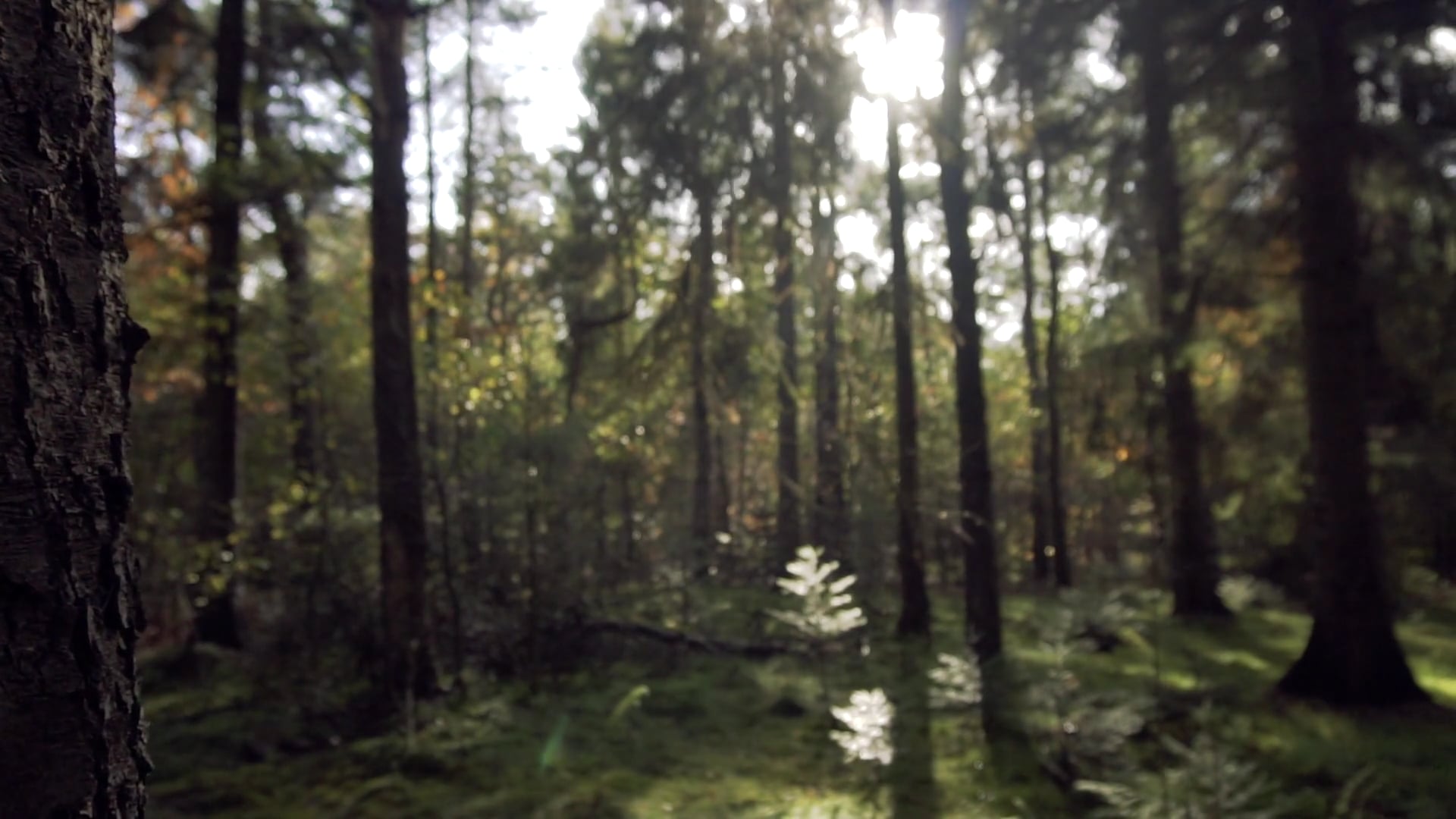 trees