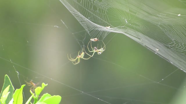 Weaving Insects Insects, Nature, Weavers. Free Stock Video - Pixabay