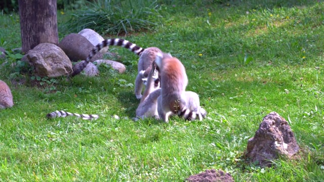 Calamita 3D LiveLife - Lemuri dalla Coda ad Anelli di Deluxebase. Calamita da Frigorifero 3D Lenticolare con Lemuri. Decorazioni magnetiche per bambini e adulti con opera d'arte di Michael Searle