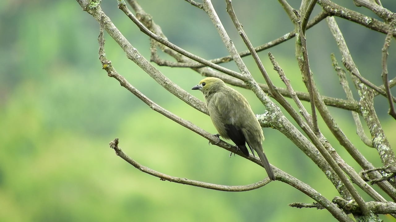 Bird, Nature, Tree, Colombia