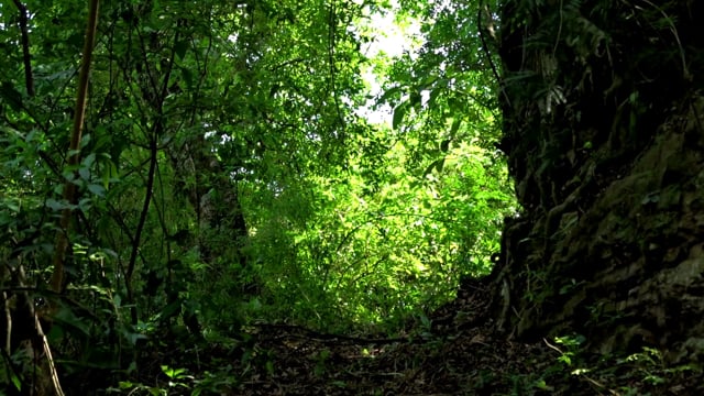 Trilha Floresta Natureza - Free video on Pixabay