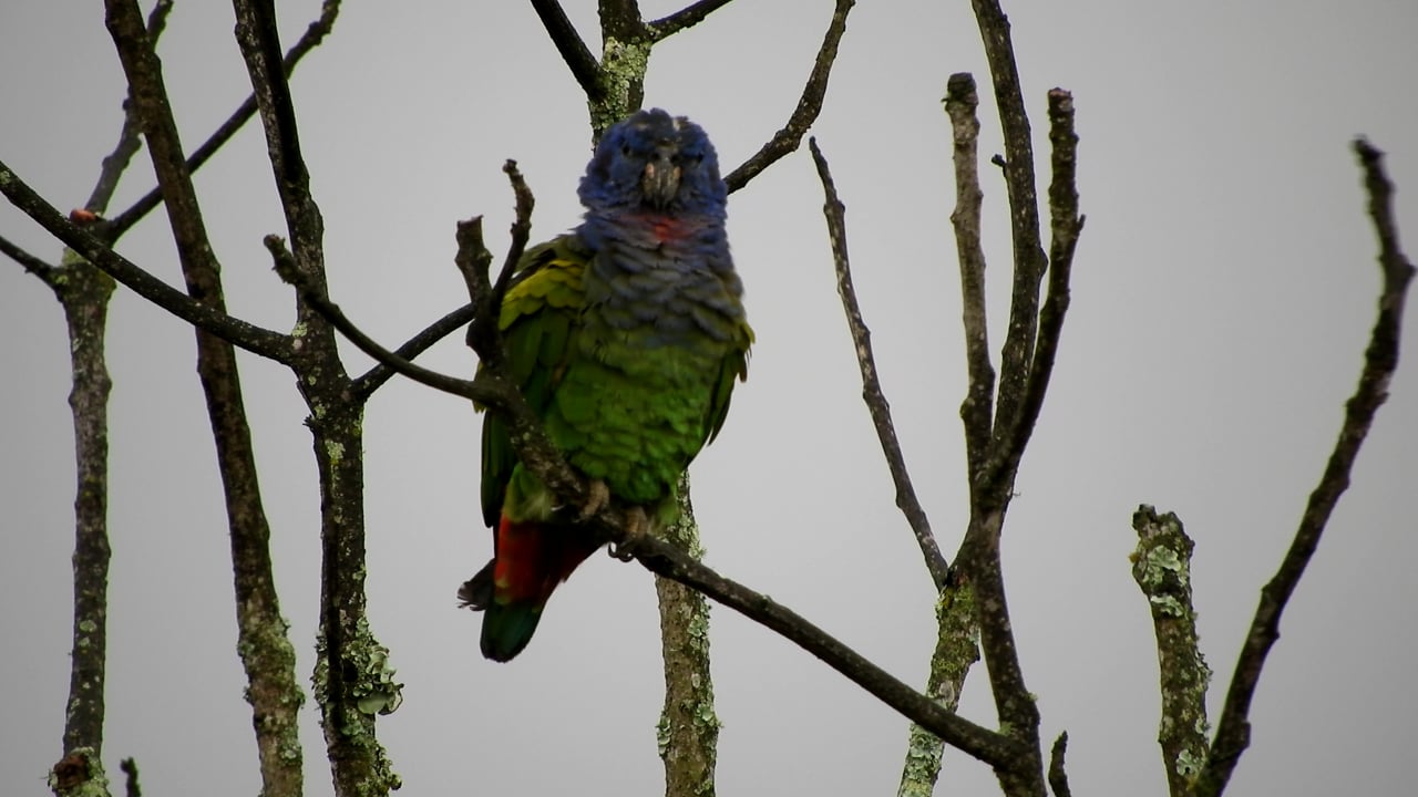Nature, Bird, Parrot, Colombia