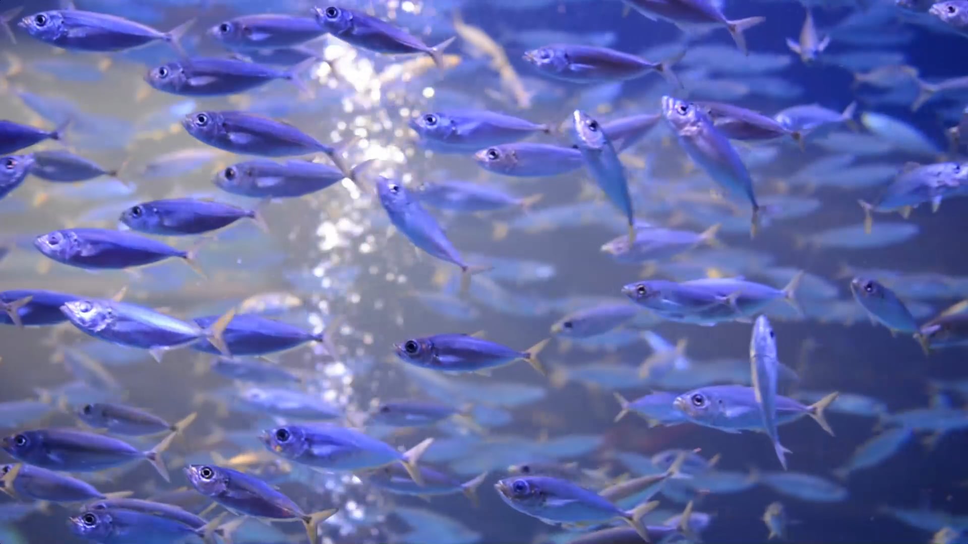 fishes — free pixabay stock footage