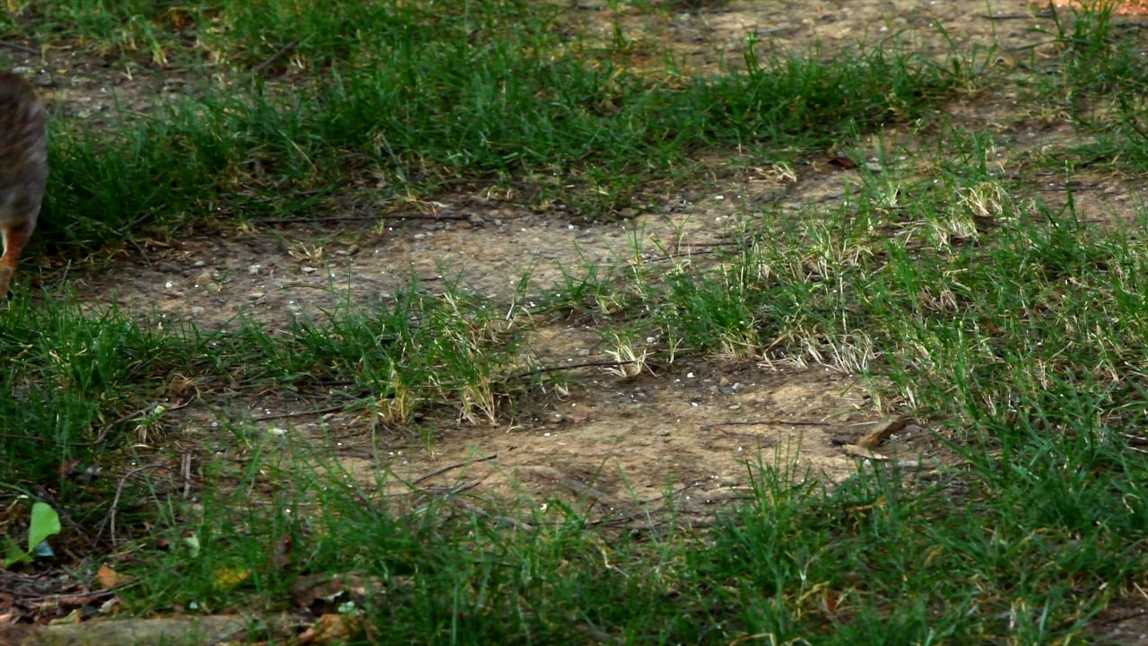 Nps Rabbit Rabbit, Park, Nature. Free Stock Video - Pixabay